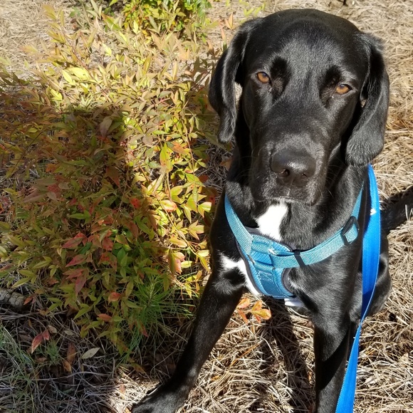 Meet your Posher, Rayshell - Picture 6 of 8